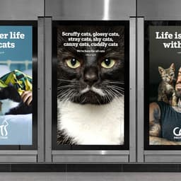 Cats Protection - NaN design work cover image