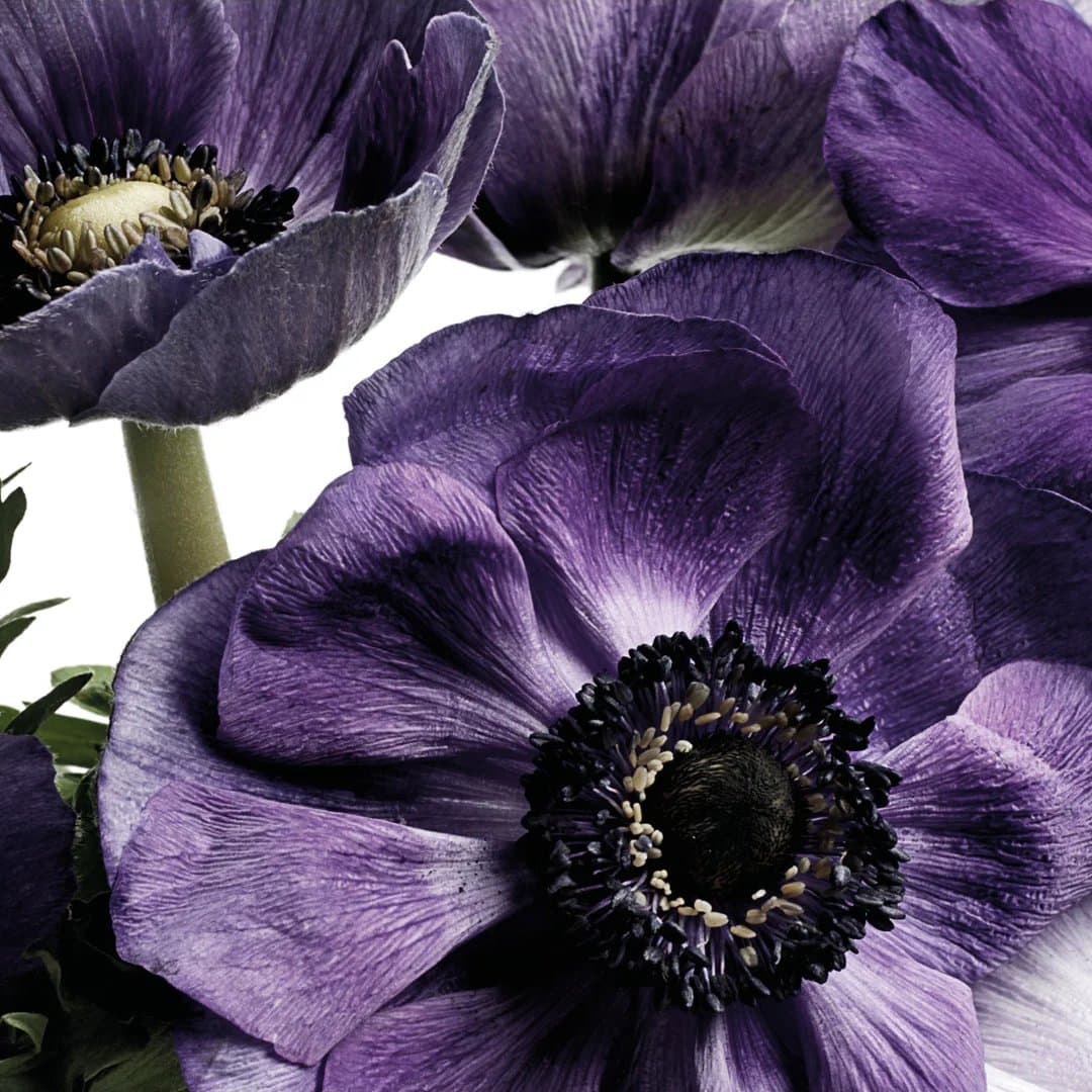 Brand Identity For A Luxury Online Florist