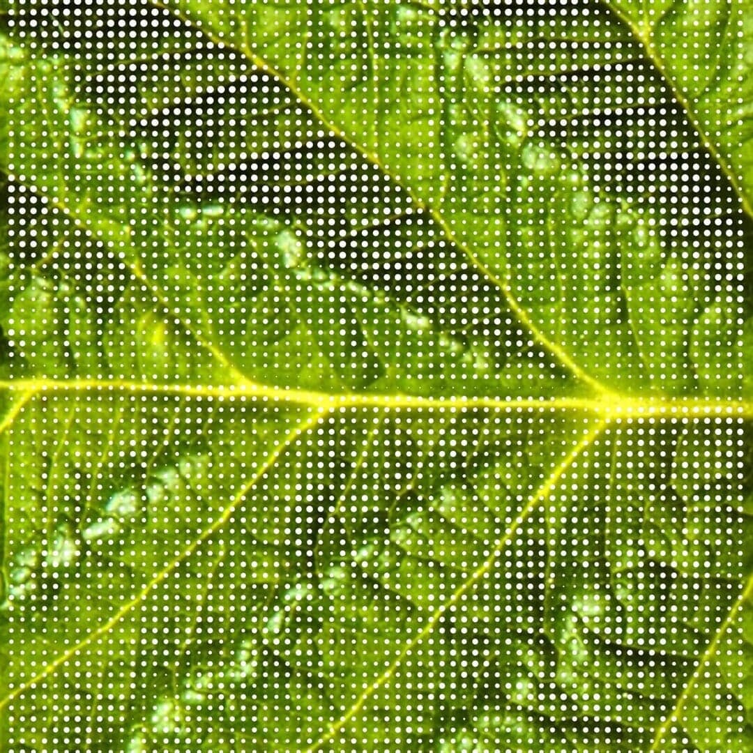 Visual Identity For Certhon