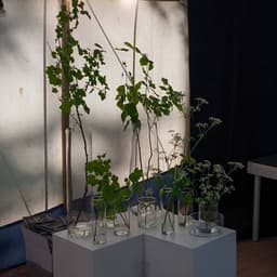 Brand Identity For A Natural Science Festival cover image