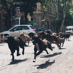 Brand Identity For The Biggest Film Festival In Denmark cover image