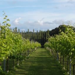 Brand Repositioning And Website For A Welsh Vineyard cover image