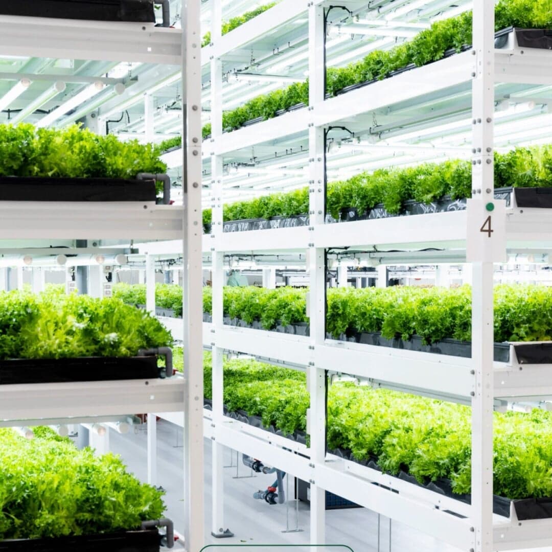 Packaging Redesign For Onna Vertical Farming Salads