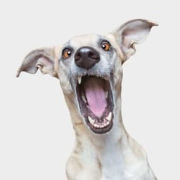 A Campaign For A Design And Art Museum cover image