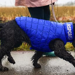 Brand Repositioning For Rspca cover image