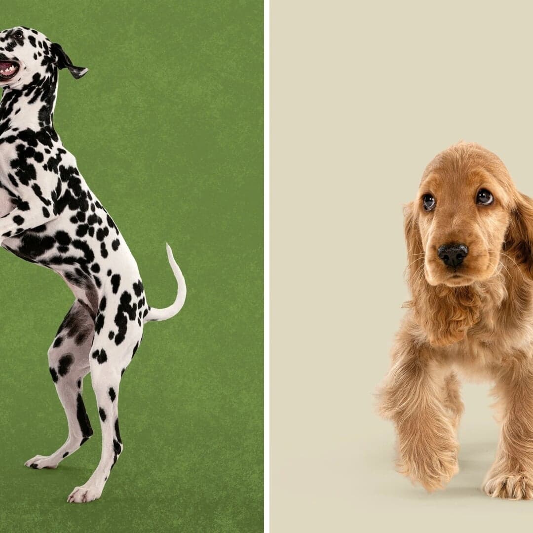 Brand Identity Refresh For Harringtons Pet Food