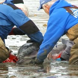 Brand Identity And Digital Experience For International Fund For Animal Welfare cover image