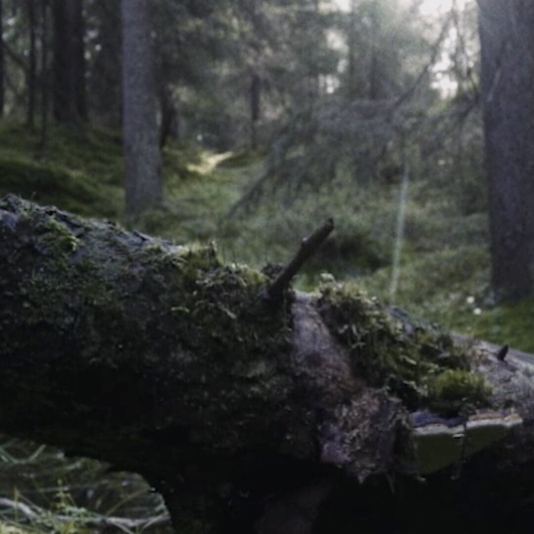 Global Campaign For Visit Sweden On Airbnb