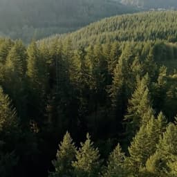 Documentary Production For Vaneck And Pacific Forest Trust cover image