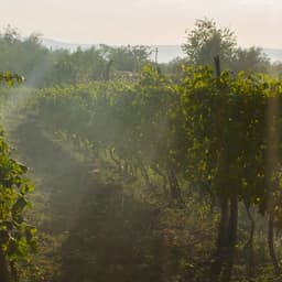 Brand Identity For A New Gen French Winery - thumbnail 1