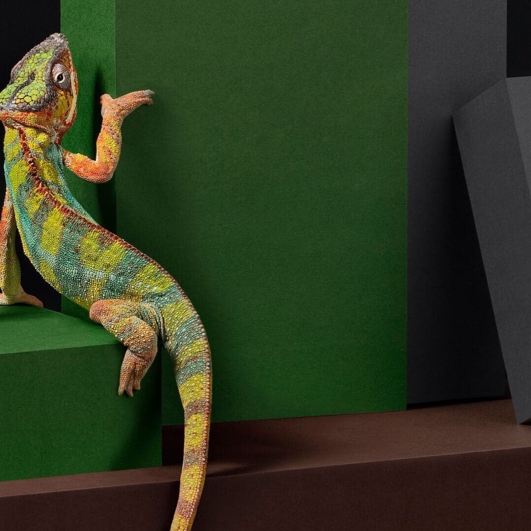 Packaging Design For Göteborgstryckeriet Rigid Boxes