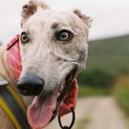 Brand Identity For Deel Sighthound Rescue cover image