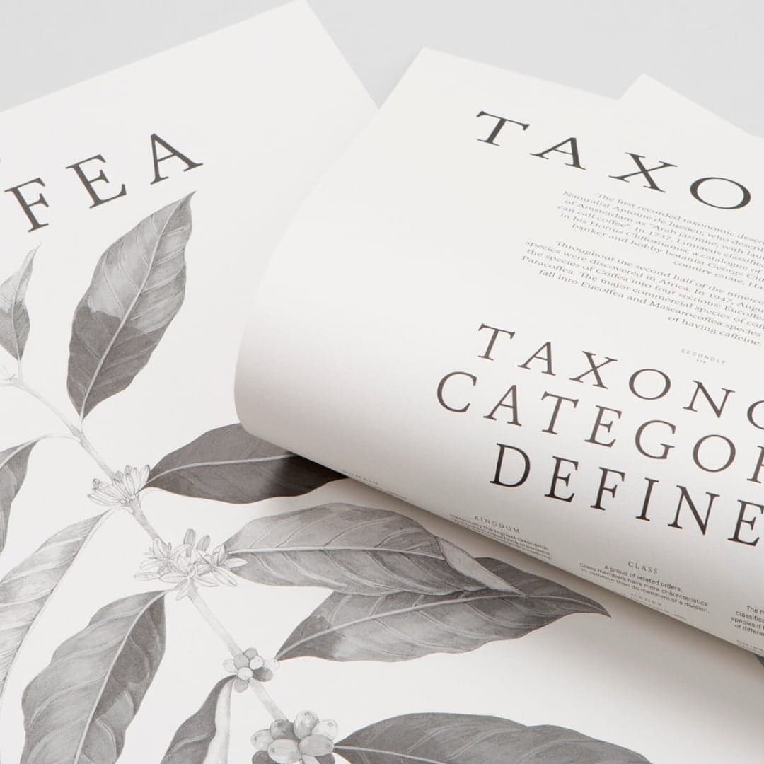 Poster Design For Square One Coffee Taxonomy