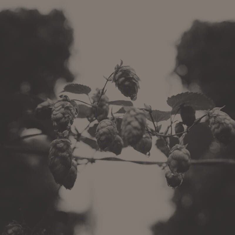 Digital Publication Design For Pitchfork’s October