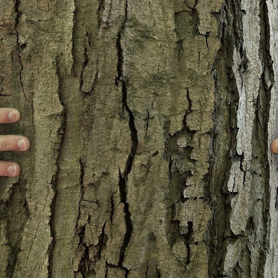 Environmental Campaign For Gavin Martin Colournet