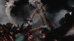 Experimental Film And Live Show Visuals For Bjork's Fossora - thumbnail 4