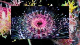 Experimental Film For Forever Reel - thumbnail 2