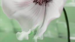 Digital Campaign For Prada Fragrance Launch - thumbnail 6