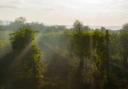 Brand Identity For A New Gen French Winery - thumbnail 2