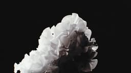 Visual Research On Natural Patterns For Digital Biology - thumbnail 4