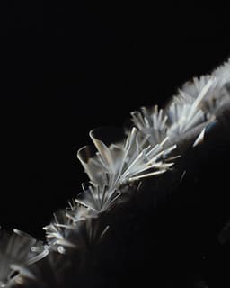 Visual Research On Natural Patterns For Digital Biology - thumbnail 9