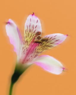 Brand Identity For Enalta Funeral Services - thumbnail 5