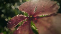 Advertising Campaign For Royal Botanic Gardens Kew - thumbnail 4