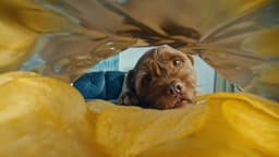 Advertising Campaign For Walkers Crisps - thumbnail 5