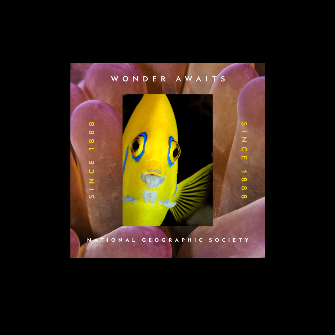 360 Brand Campaign For National Geographic Society