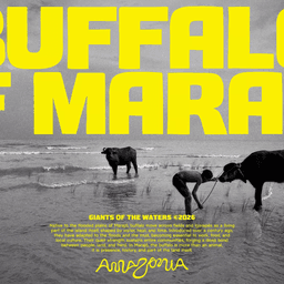 Destination Brand Identity For The Brazilian Amazon cover image