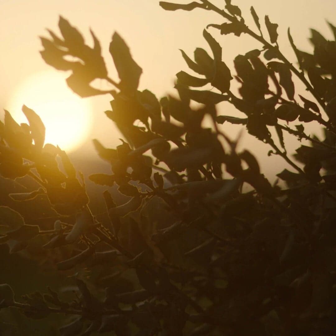 Brand Identity For Mas Des Infermières Estate