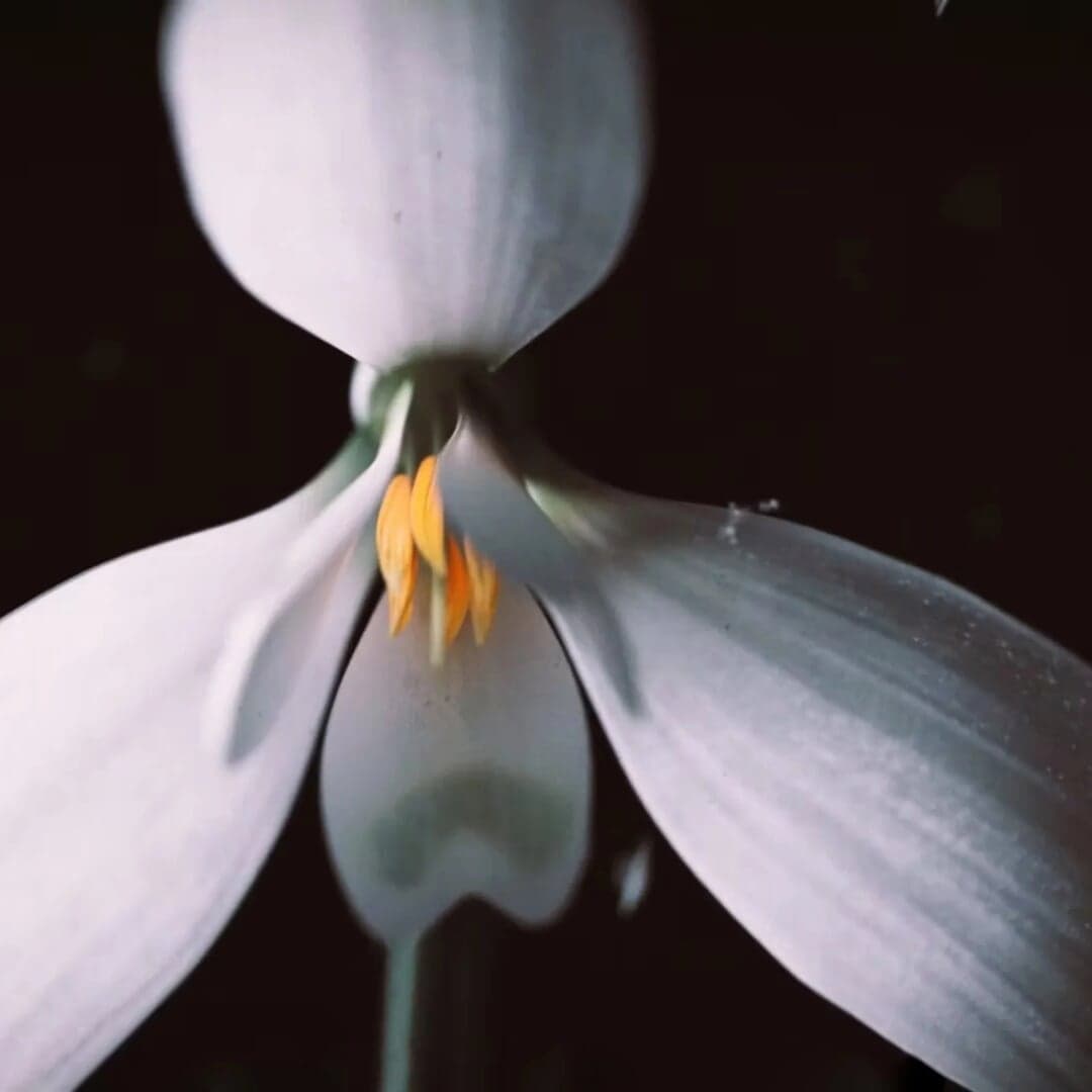 Packaging Design For Massive Attack Mezzanine Dna Reissue
