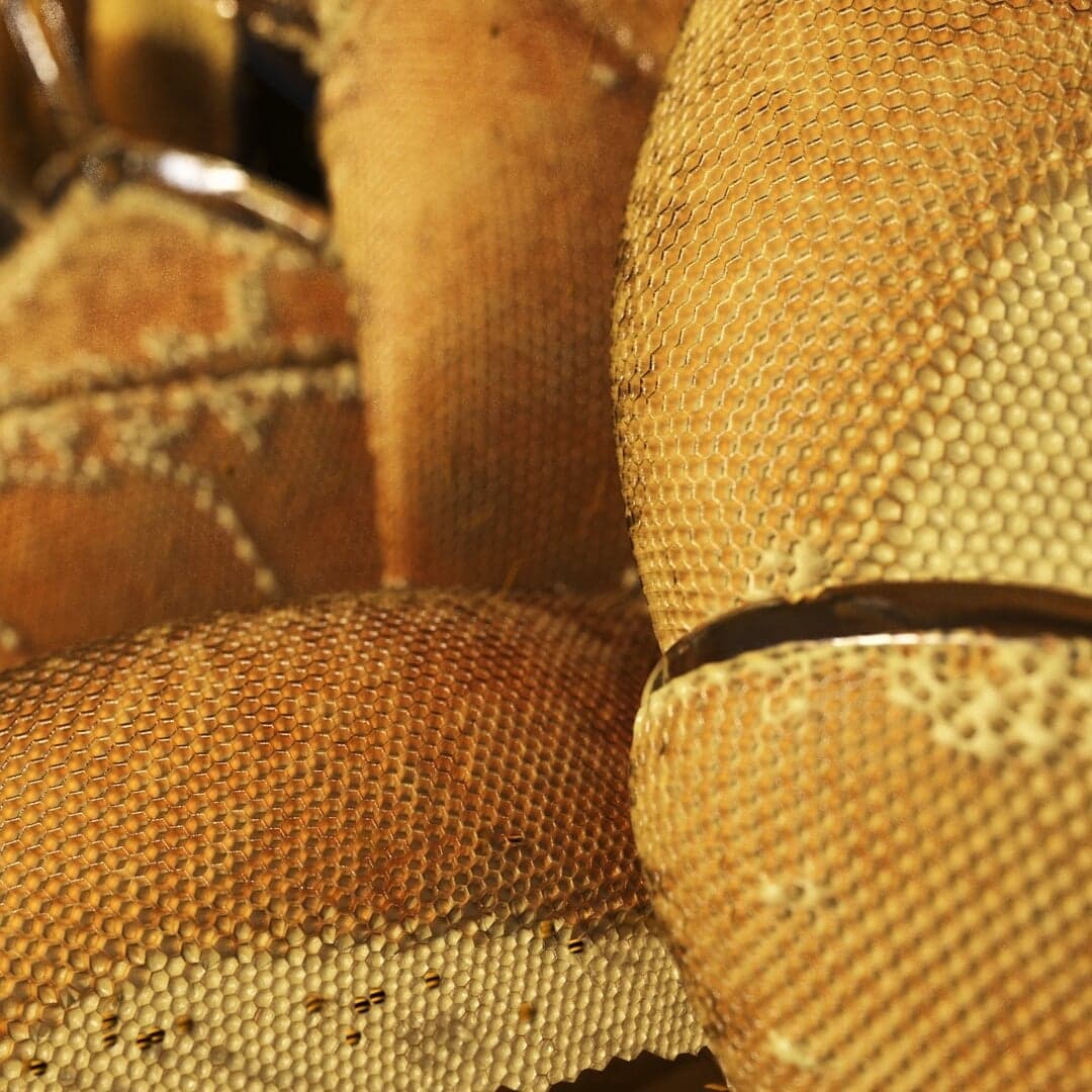 Immersive Audio-visual Experience For Regenerative By Design