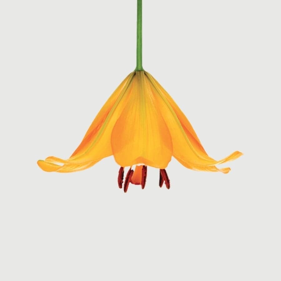 Visual Identity For Garden Lighting Company